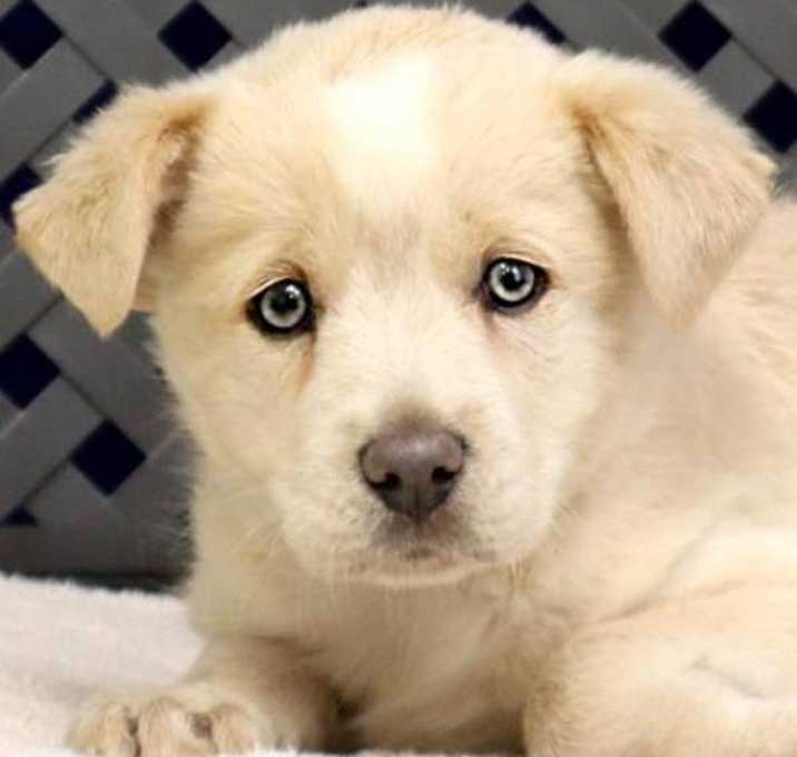 Photo of Piper
