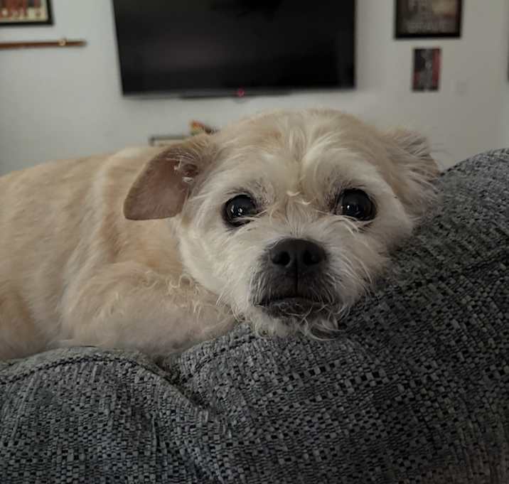 Photo of Phoebe
