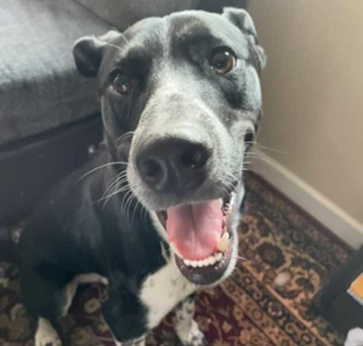 Photo of Brody
