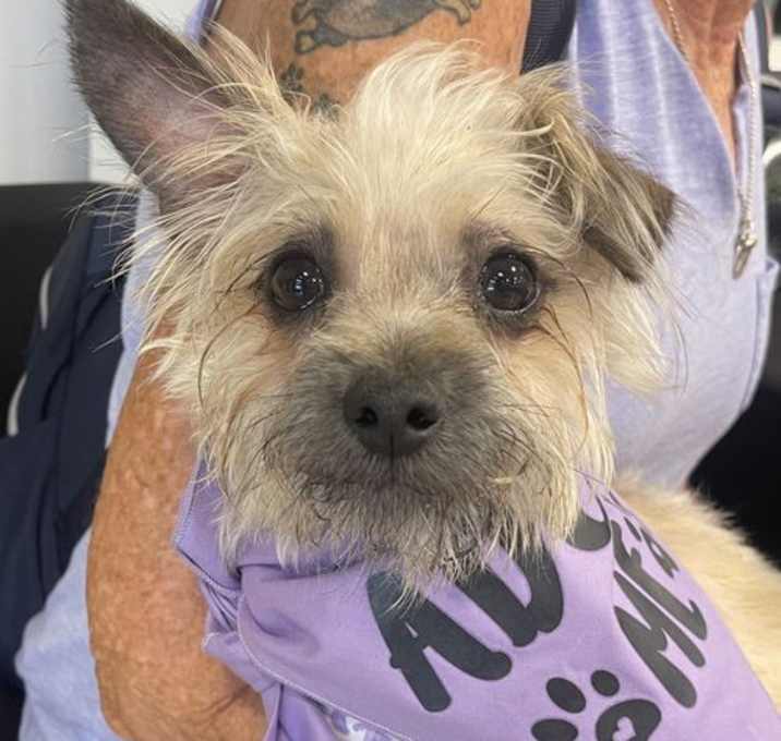 Photo of Clover