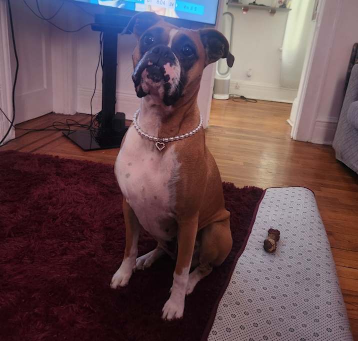 Photo of Bella
