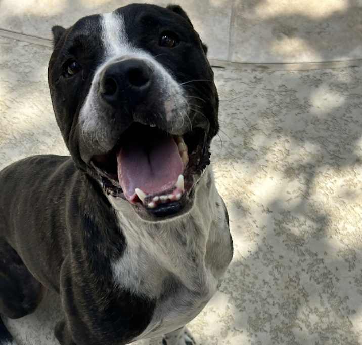 Photo of Chulo