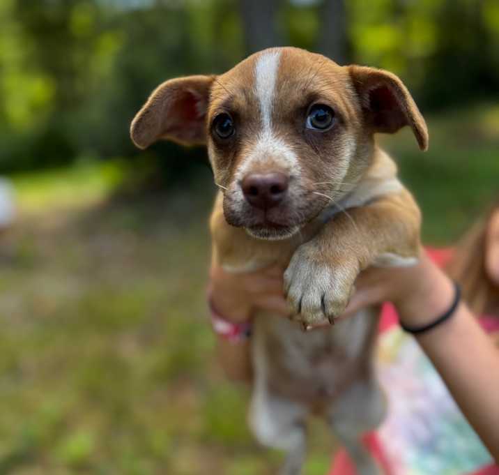 Photo of Waffle
