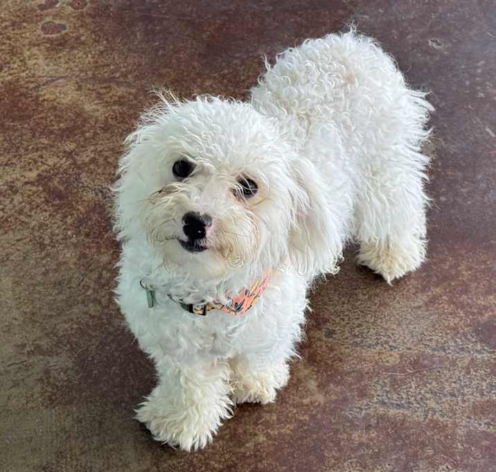 Photo of Ghost
