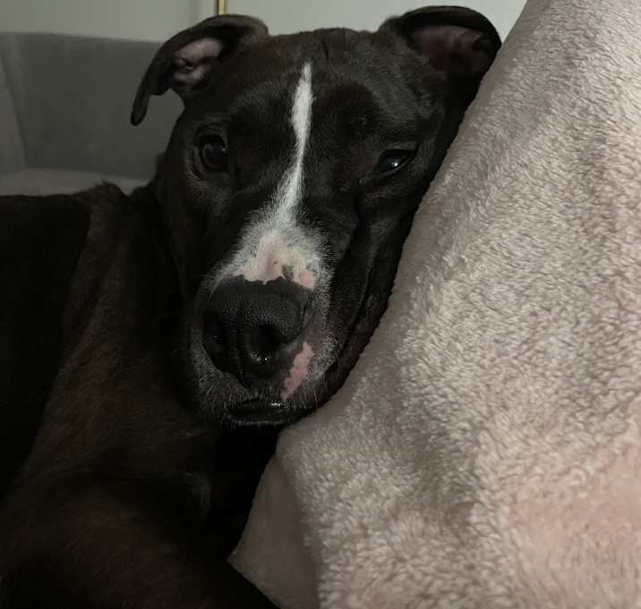 Photo of Bear