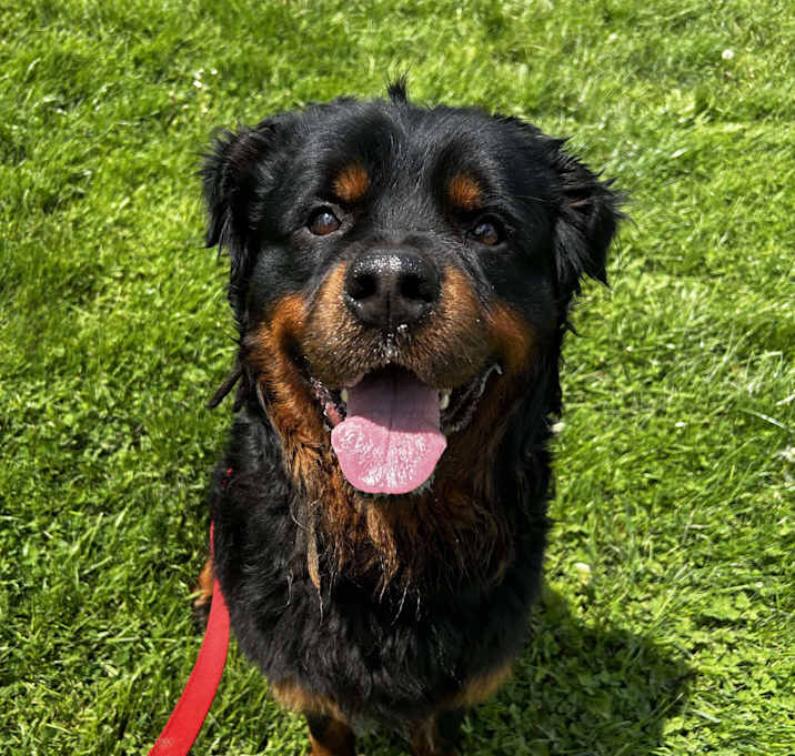 Photo of Goliath