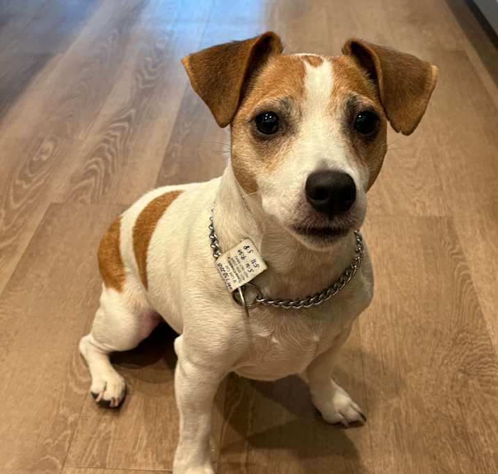Photo of Tucker
