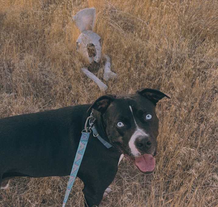 Photo of Ghost