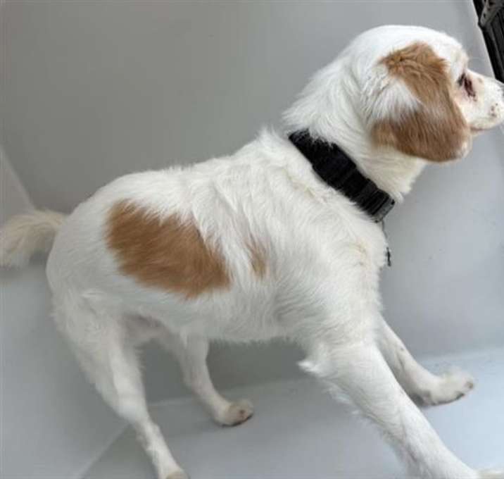 Photo of SNOWBALL