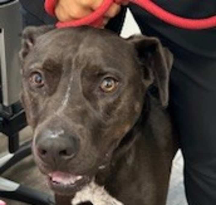 Photo of Shadow