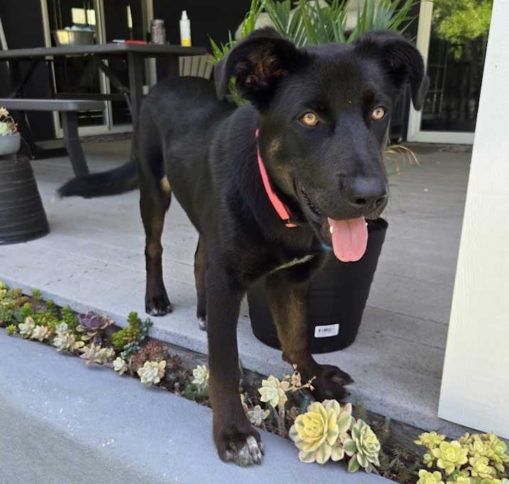 Photo of Lulu