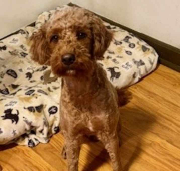 Photo of Remy