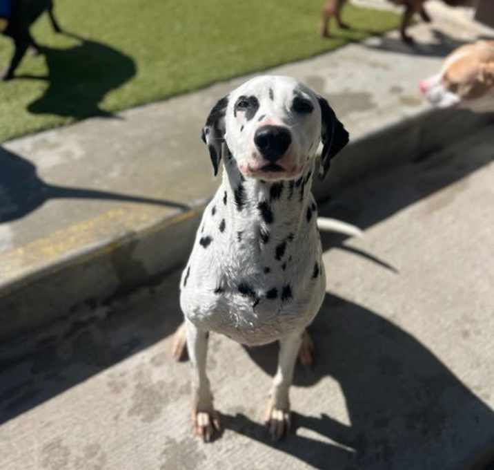 Photo of RUFUS