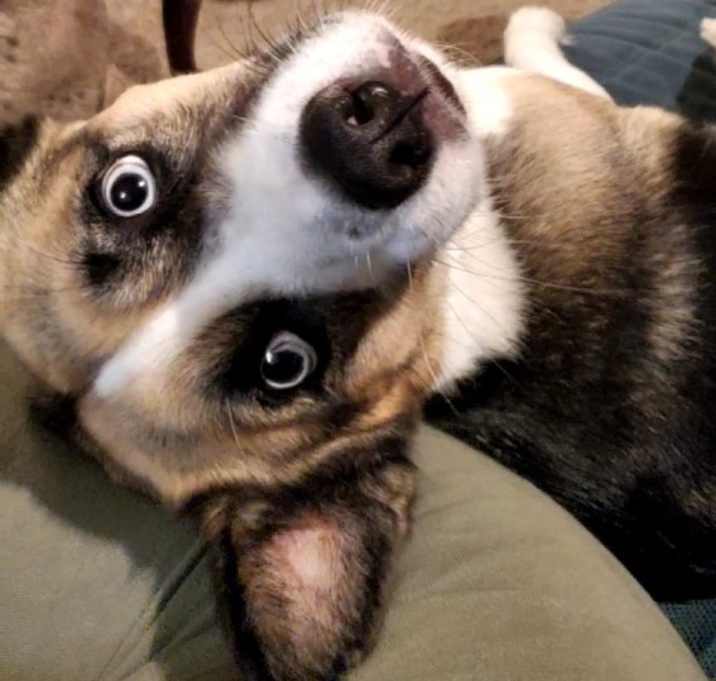 Photo of Luna