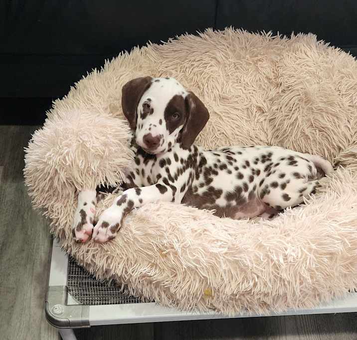 Photo of Penny