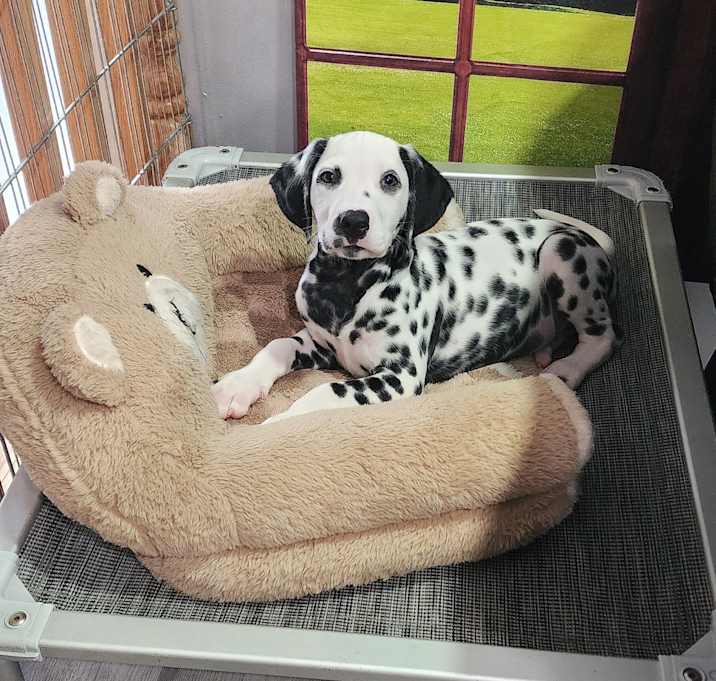 Photo of Pongo