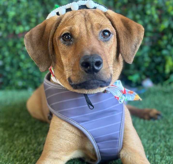 Photo of Koda