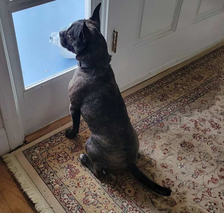 Photo of Buddy III