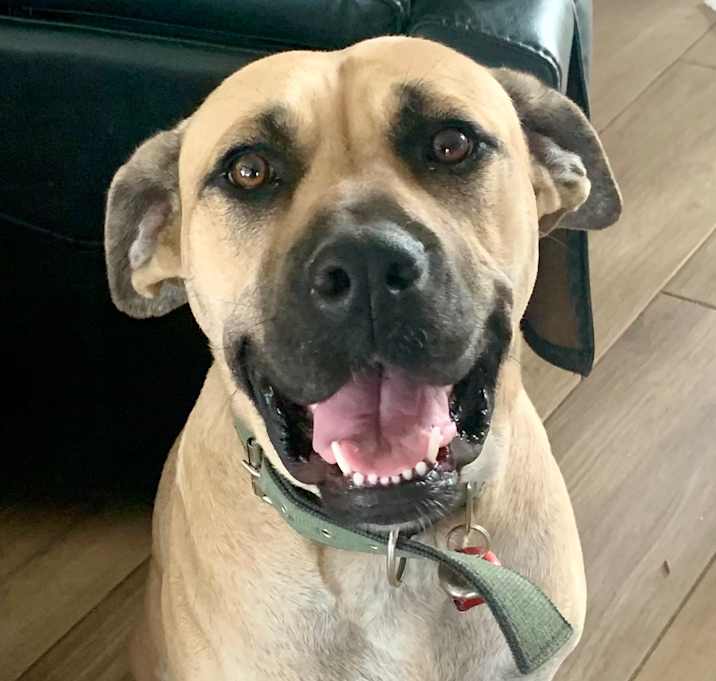 Photo of Scrappy