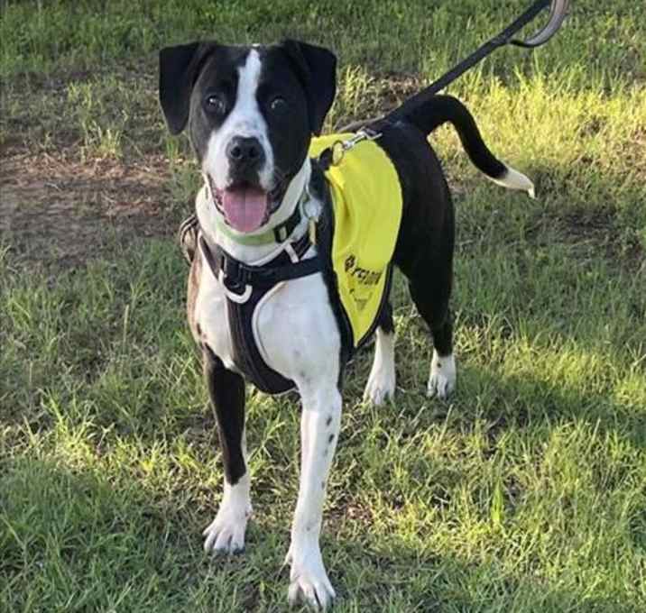 Photo of BOXER