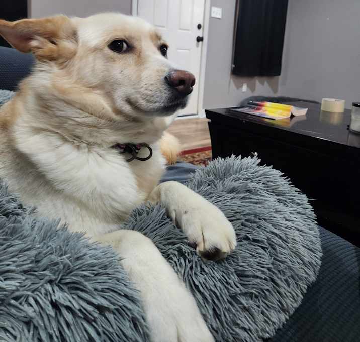 Photo of Stella