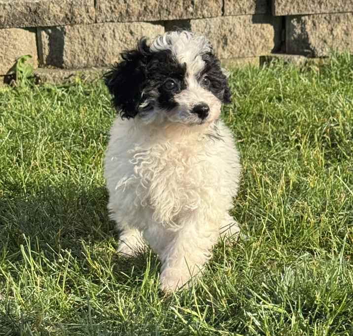 Photo of Dozer