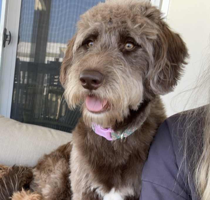 Photo of Willow