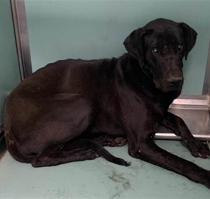 Photo of URGENT! SHELTER IS FULL
