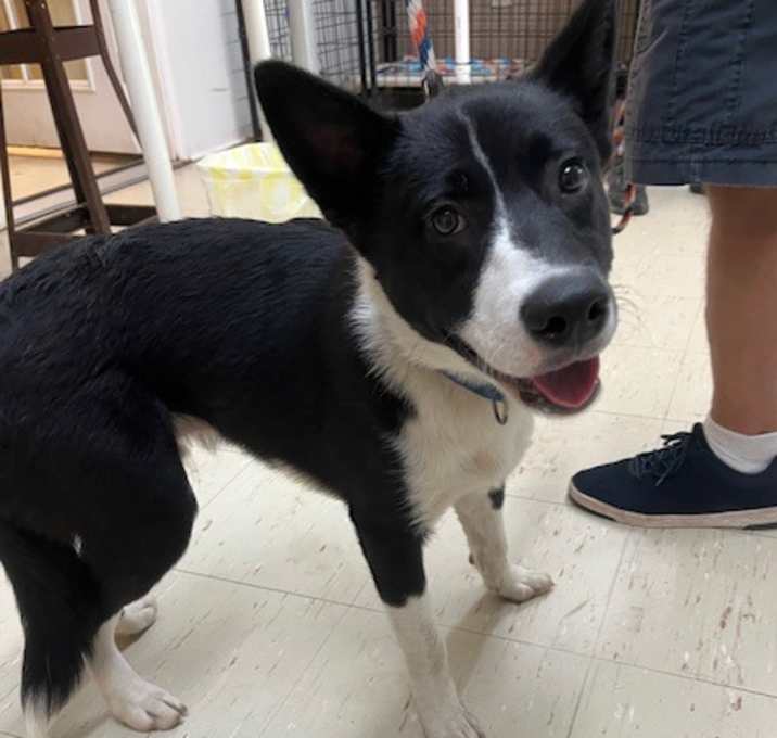 Photo of Wrangler