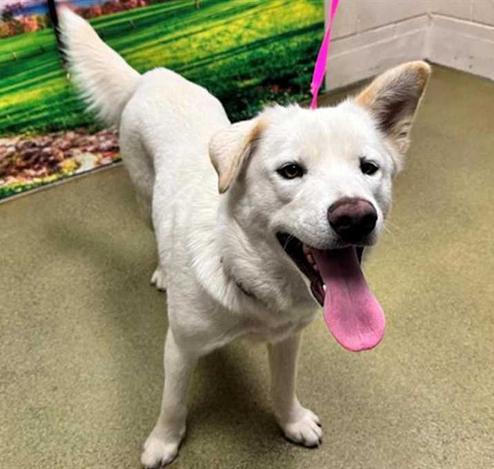 Photo of URGENT! SHELTER IS FULL