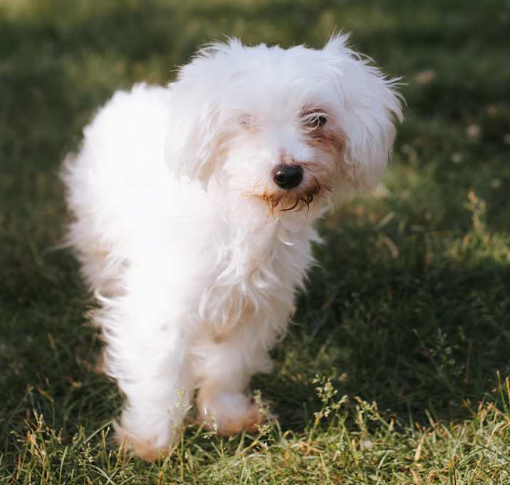 Photo of Gogo