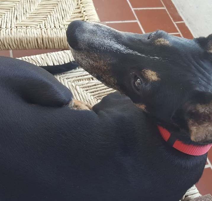 Photo of Pedro