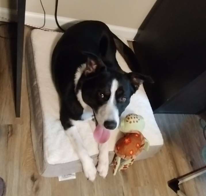 Photo of Zelda