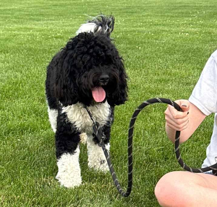 Photo of Louie