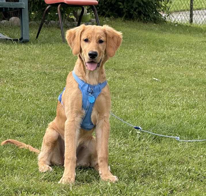 Photo of Bella