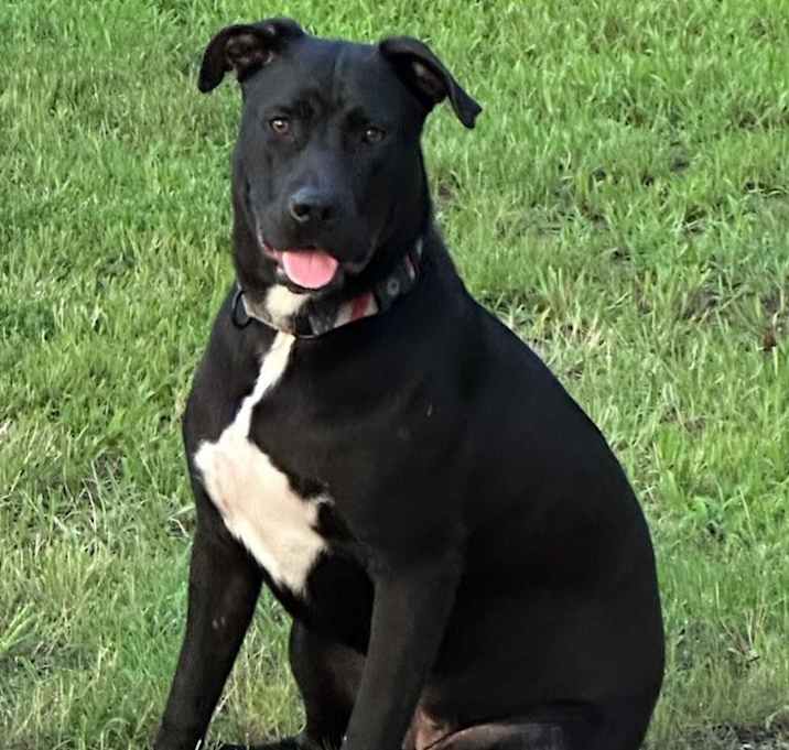 Photo of Watson