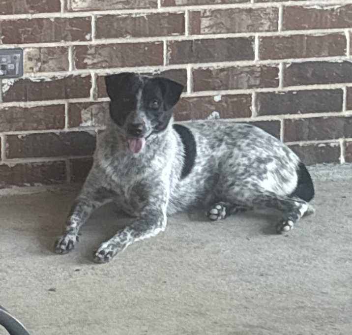 Photo of Layla