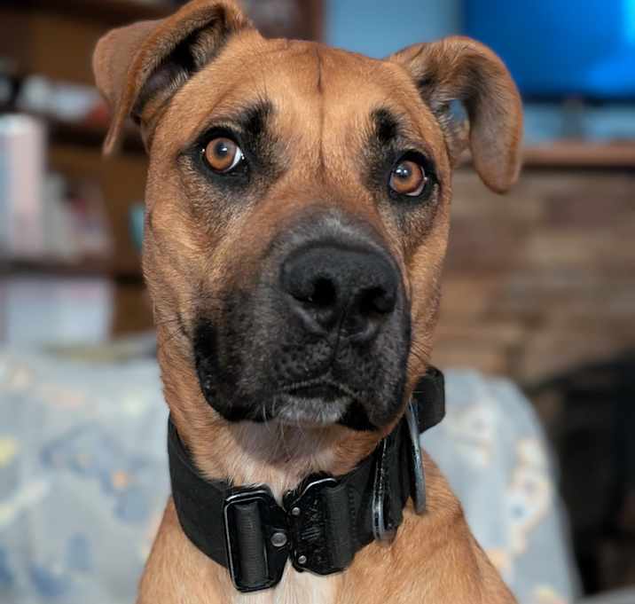 Photo of Cooper