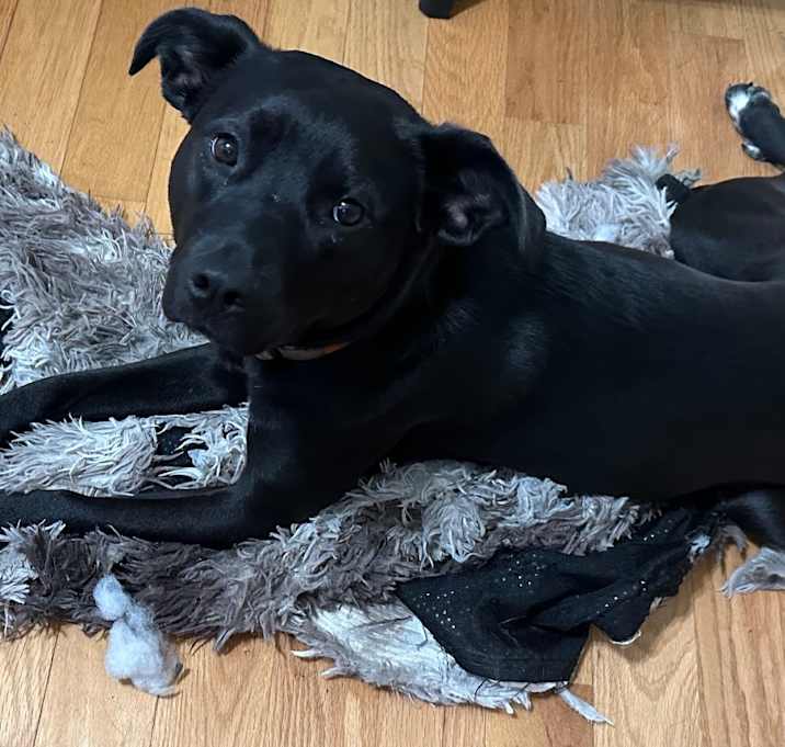 Photo of Phoebe
