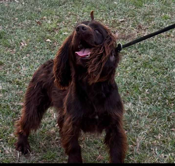 Photo of Buck