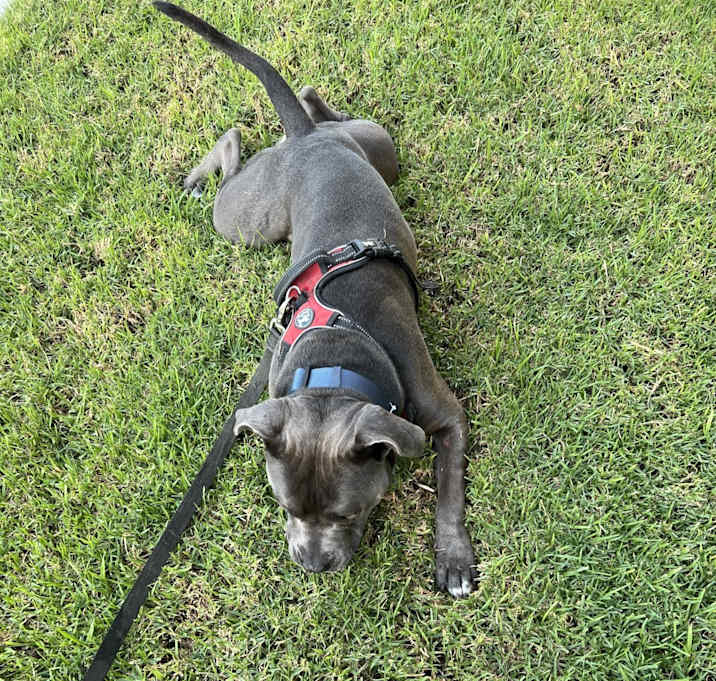 Photo of Blue