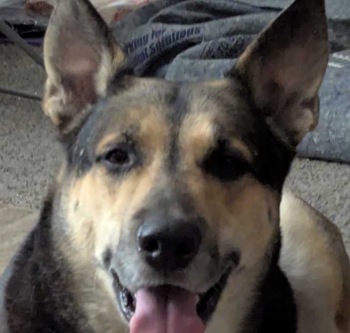 Photo of Rocky