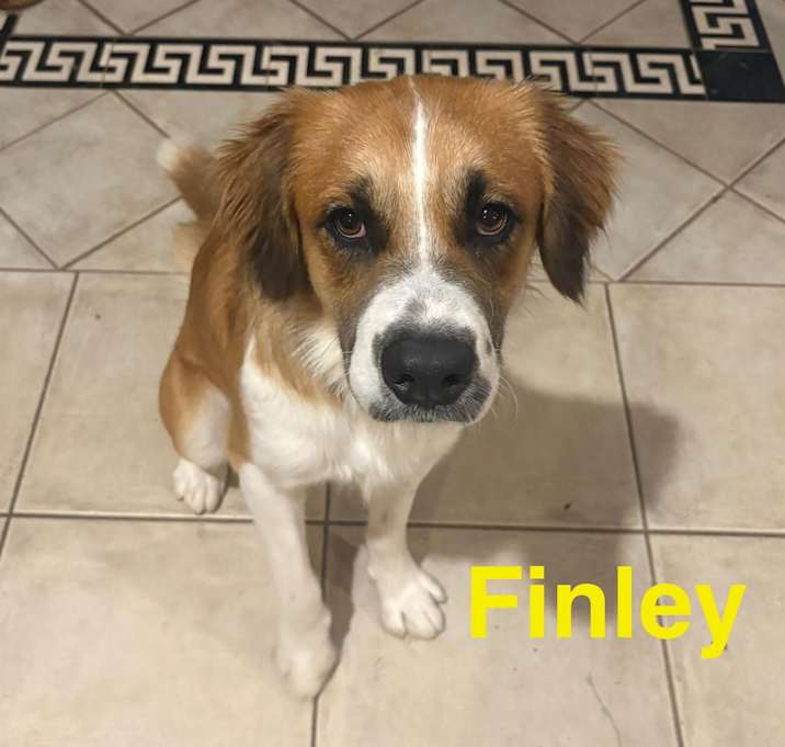 Photo of Finley