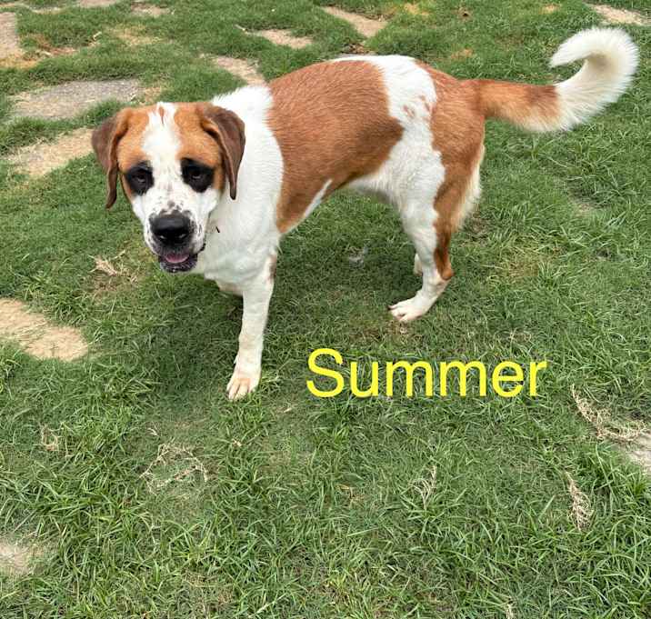 Photo of Summer