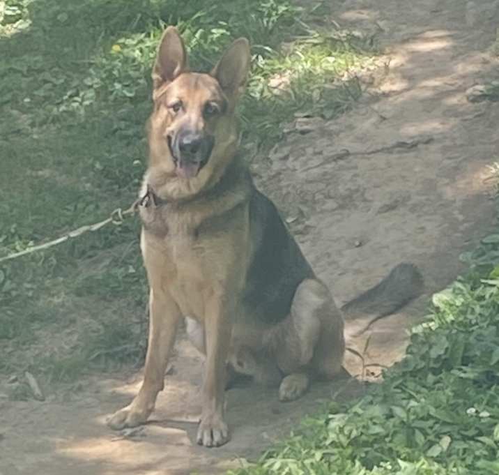 Photo of Gunner