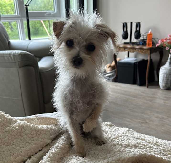Photo of Sadie