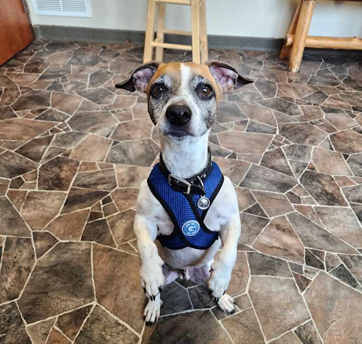 Photo of Simba