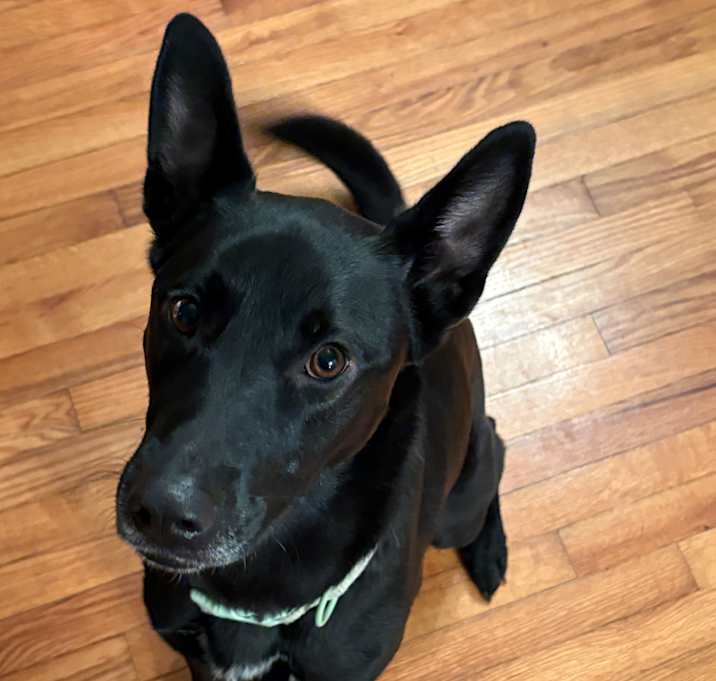 Photo of Nova