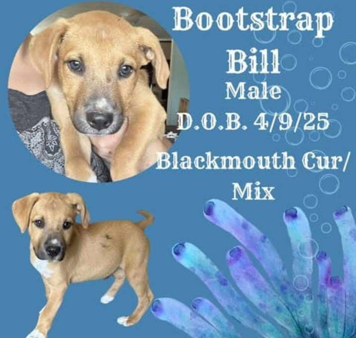 Photo of Bootstrap Bill