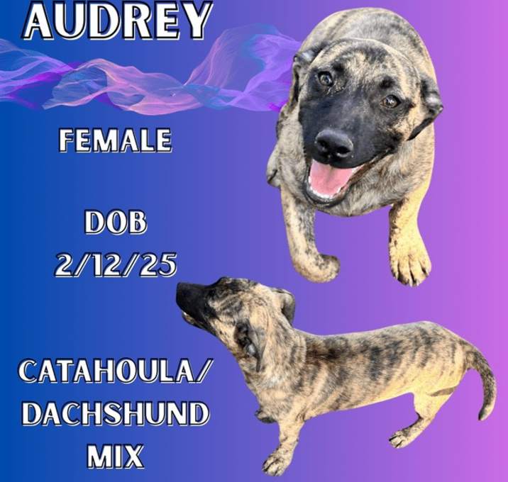 Photo of Audrey